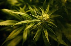 Cannabis plants worth estimated €200,000 seized in Dublin