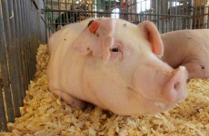Pig heads dumped outside French mosque provoke outrage