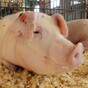 Pig heads dumped outside French mosque provoke outrage