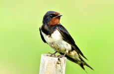 Quiz: How much do you know about swallows?