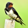 Quiz: How much do you know about swallows?