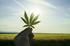 Blindboy Boatclub: If you're against cannabis in Ireland, you're against safe cannabis