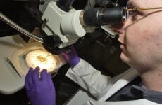 TCD scientists help major new study on immune system