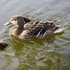 Ducklings costing €5 being sold to children by 'opportunistic' sellers who steal animals from Dublin canals