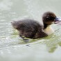DSPCA appeals to farmers not to sell ducklings wholesale to 'opportunistic buyers'