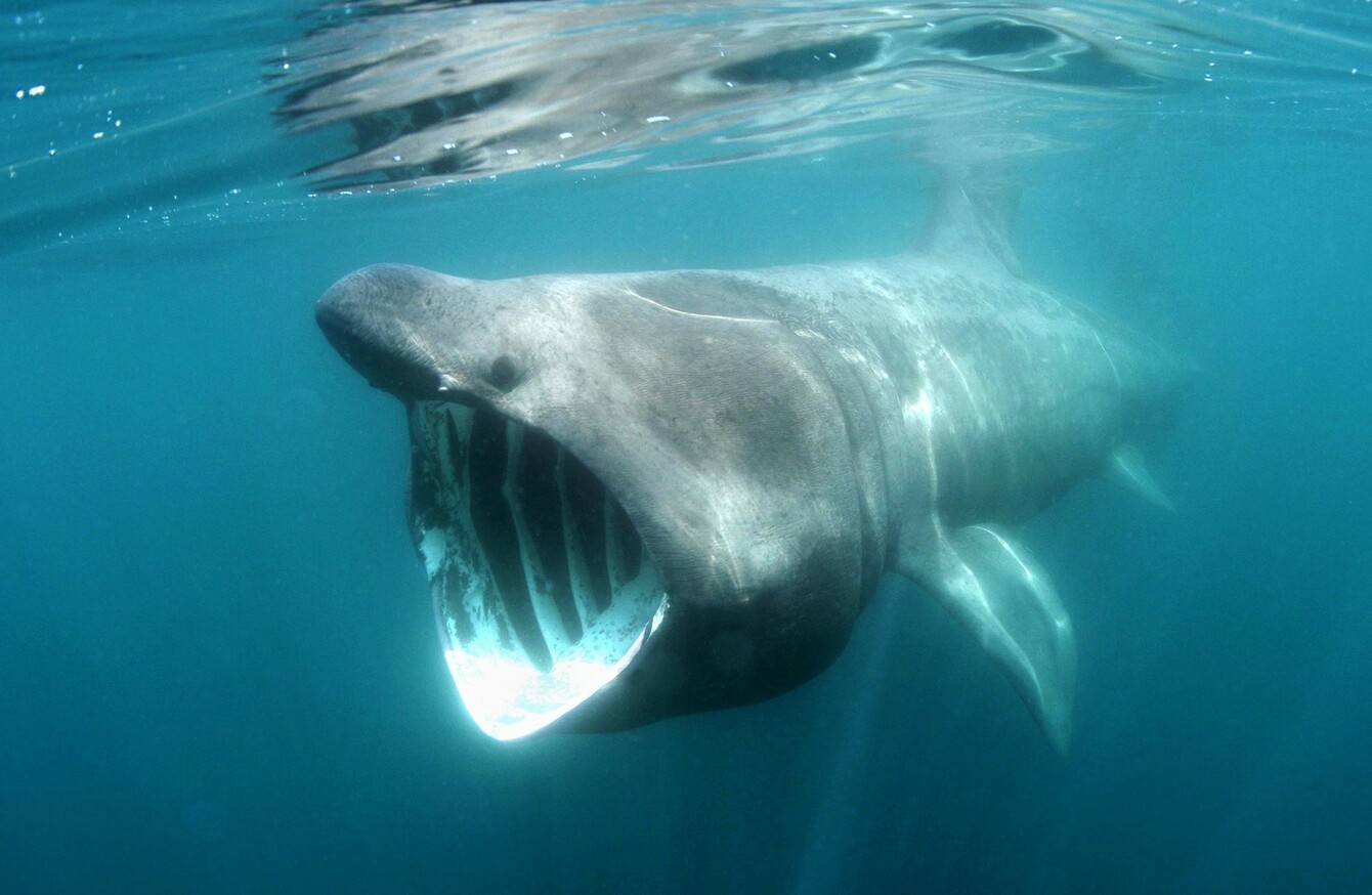 New legislation aims to make 'threatened' basking sharks a protected