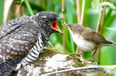 Quiz: How much do you know about cuckoos and vultures?