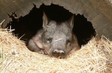 It's the Friday before a bank holiday weekend. So here's a slideshow of wombats