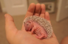 VIDEO: This baby hedgehog is having the lie-in you wanted