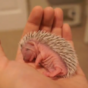 VIDEO: This baby hedgehog is having the lie-in you wanted