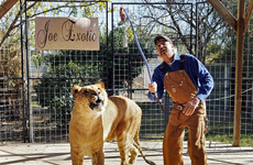US seizes 68 tigers and lions from 'Tiger King' park