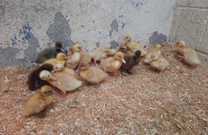 100 ducklings rehomed by charity after short-lived social media trend