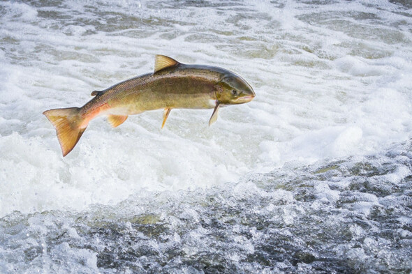 Quiz: How much do you know about fish? - Vimarsana News