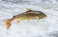 Quiz: How much do you know about fish?