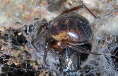 Noble false widow spider bites can require hospital treatment – study