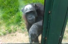 Chimp seeks help from zoo visitor in escape
