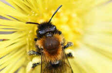 Opinion: Our bee sanctuary is wild, messy and beautiful - and it's protecting biodiversity