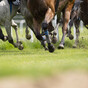 Galway trainer Stephen Mahon handed four-year ban for breaches including neglect