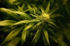Court for man charged with cannabis haul