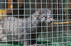 'No longer appropriate': Cabinet signs off on fur farming  ban and compensation scheme for farmers