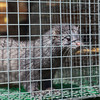 'No longer appropriate': Cabinet signs off on fur farming  ban and compensation scheme for farmers