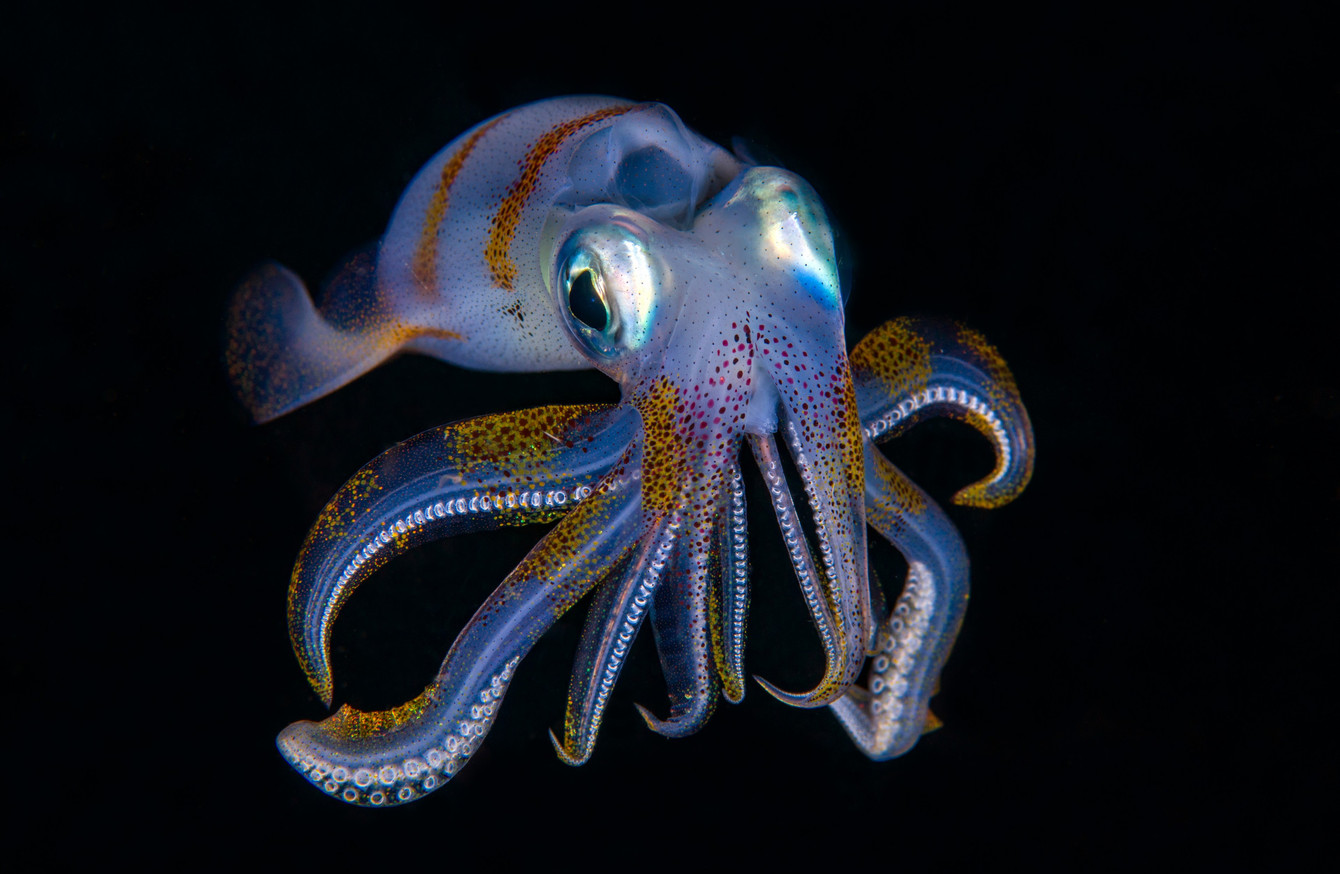 Quiz: How much do you know about squids? · TheJournal.ie
