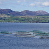 Licence granted for large salmon farm in Bantry Bay despite strong opposition