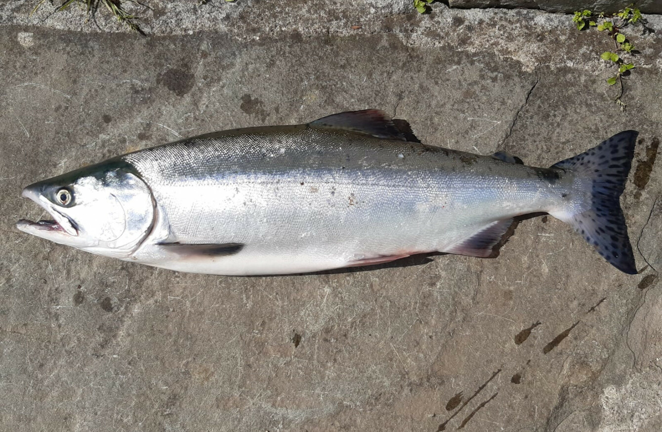 Concerns raised that invasive Pacific pink salmon could pose threat to