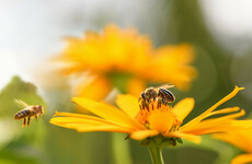 Opinion: Bees and agriculture need each other - we should class bees as livestock to protect them