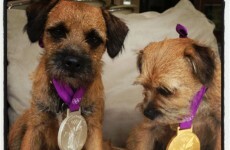 Andy Murray is using his Olympic medals as dog collars