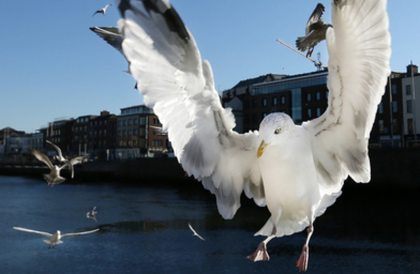 Loud in The Cloud Seagull