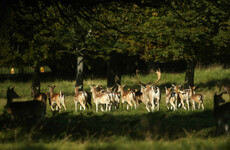 People feeding Phoenix Park deer is harming the herd, researcher warns