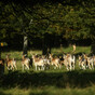 People feeding Phoenix Park deer is harming the herd, researcher warns