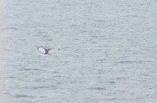 New humpback whale sighted for the first time in Irish waters