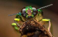 Sitdown Sunday: The terrifying insect apocalypse and its impact on the planet