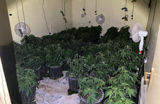 Half a million euro worth of cannabis plant and herb seized at Navan growhouse