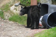 Bears break into sweet shop, cars searching for food amid US drought