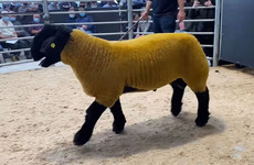 ‘A dream come true’: Record-breaking Donegal ram sells for €44,000
