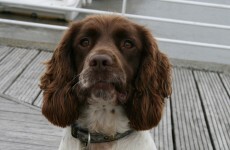 Over 14kg of cannabis resin discovered at Rosslare after alert from sniffer dog