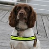 Over 14kg of cannabis resin discovered at Rosslare after alert from sniffer dog