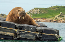 Quiz: How much do you know about walruses?