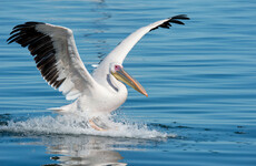 Pelican spotted on Wicklow river escaped from Fota Wildlife Park