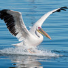 Pelican spotted on Wicklow river escaped from Fota Wildlife Park