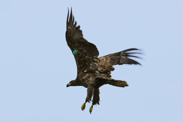 21 white-tailed eagle chicks released into the wild in Munster - Vimarsana News