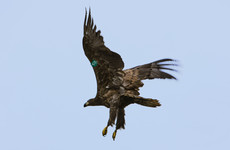 21 white-tailed eagle chicks released into the wild in Munster