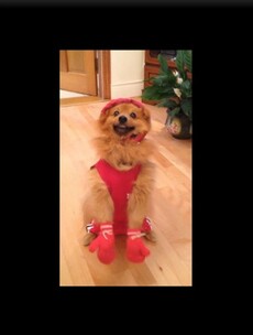 Katie's secret mascot: Yogi the dog supports the golden girl
