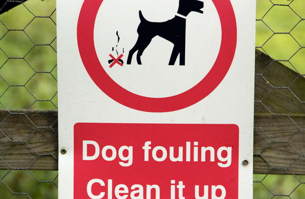 Dog poo 2024 spray paint