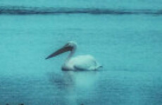 Quiz: How much do you know about pelicans?