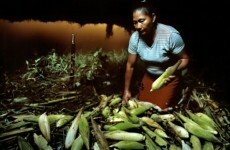 6 countries where global food crisis is taking terrible toll