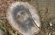 'Face of Jesus' appears on cemetery tree stump